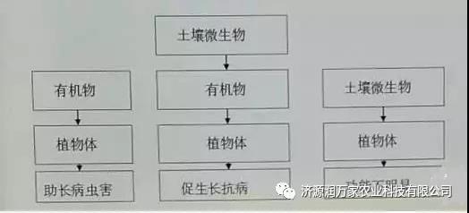 炭基生物有机肥